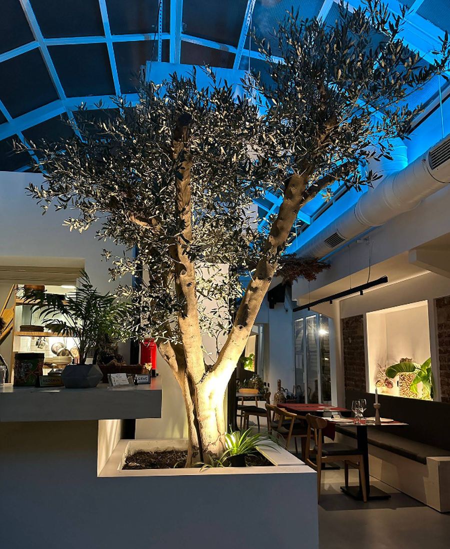 Cam çatının altındaki zeytin ağacı ve salonun ışığı.